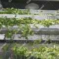 French Fries Blanching Machine to make potato chips